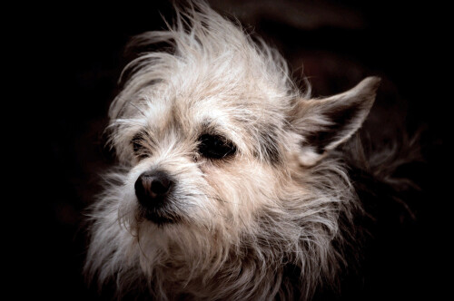 dogs3_0369.jpg
