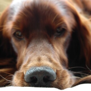 dogs3_0380
