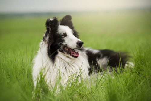 dogs3_0383.jpg
