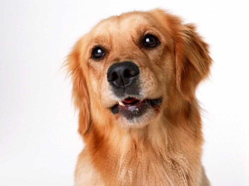 dogs3_0396.jpg