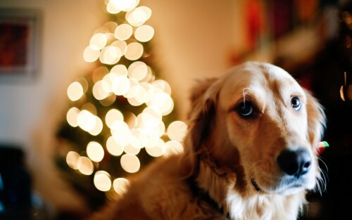 dogs3_0429.jpg