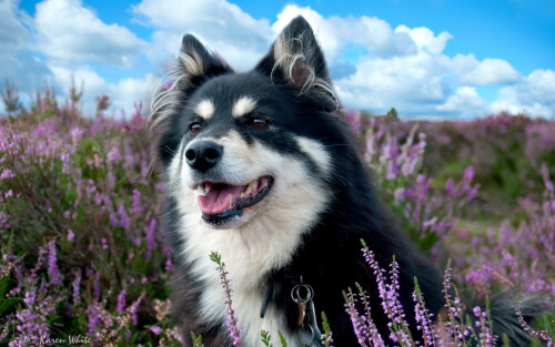 dogs3_0435.jpg