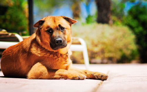 dogs3_0437.jpg