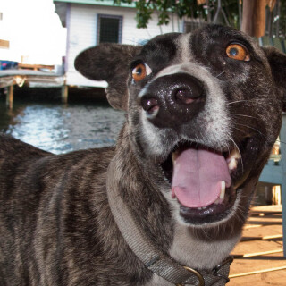 dogs3_0442