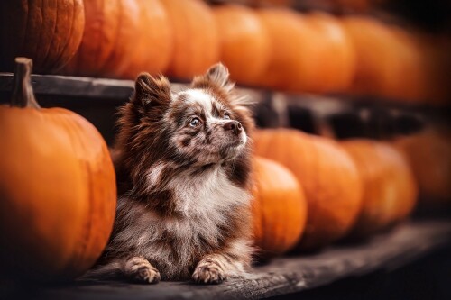 dogs3_0447.jpg