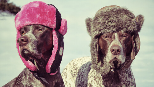 dogs3_0449.jpg