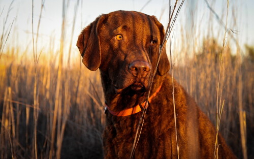 dogs3_0467.jpg