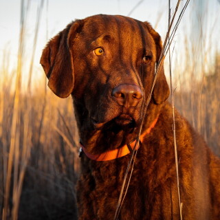 dogs3_0467