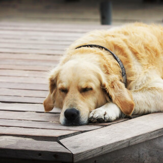 dogs3_0476