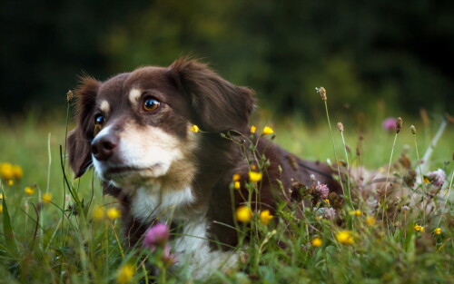 dogs3_0492.jpg