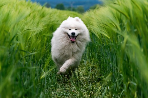 dogs3_0496.jpg