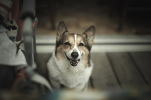dogs3_0502.jpg