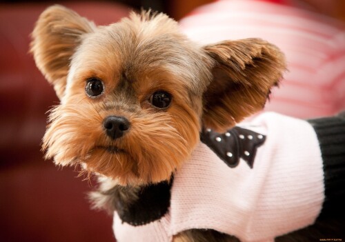 dogs3_0506.jpg