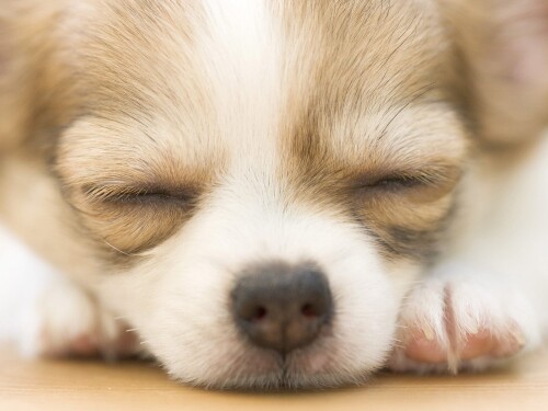 dogs3_0516.jpg