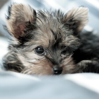 dogs3_0524