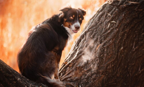 dogs3_0525.jpg