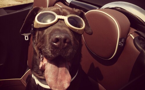 dogs3_0533.jpg
