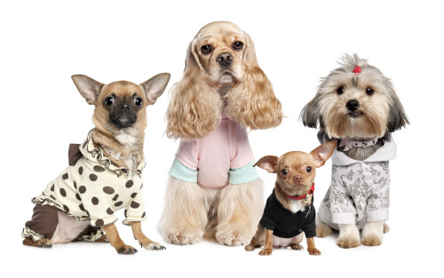 dogs3_0539.jpg