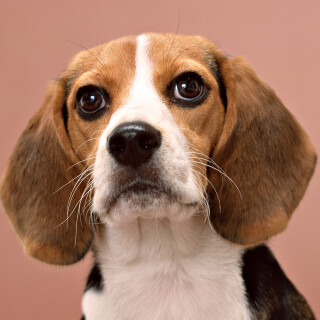 dogs3_0541