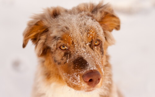 dogs3_0543.jpg