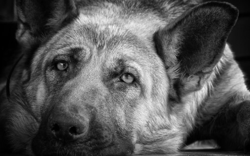 dogs3_0557.jpg