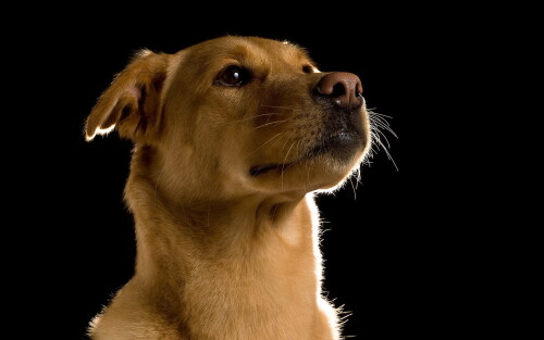 dogs3_0575.jpg