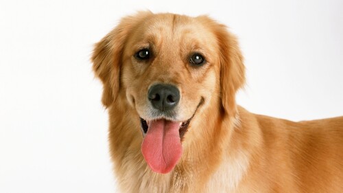 dogs3_0581.jpg