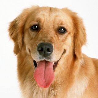 dogs3_0581