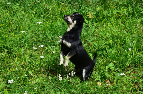 dogs3_0613.jpg