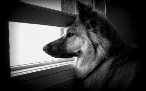 dogs3_0624.jpg