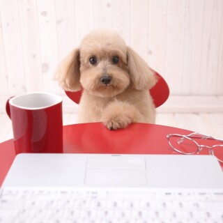 dogs3_0628