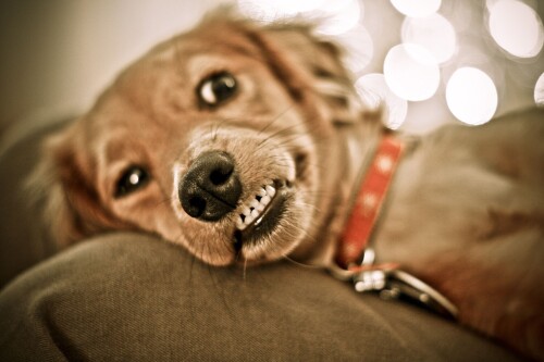 dogs3_0630.jpg