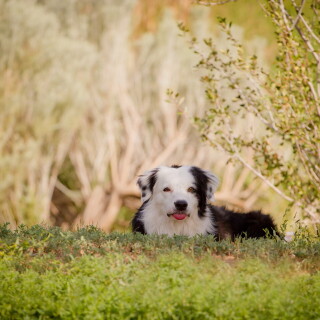 dogs3_0650