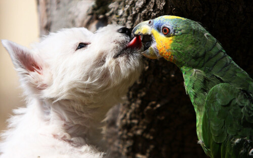 dogs3_0682.jpg