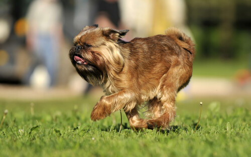 dogs3_0684.jpg