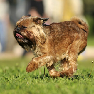 dogs3_0684