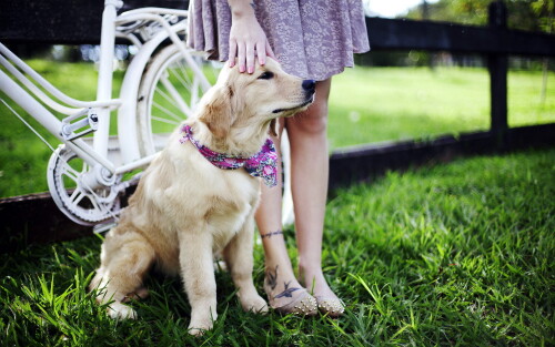 dogs3_0687.jpg