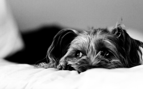 dogs3_0695.jpg