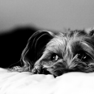 dogs3_0695
