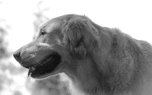 dogs3_0731.jpg