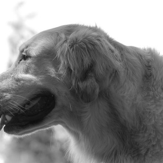 dogs3_0731