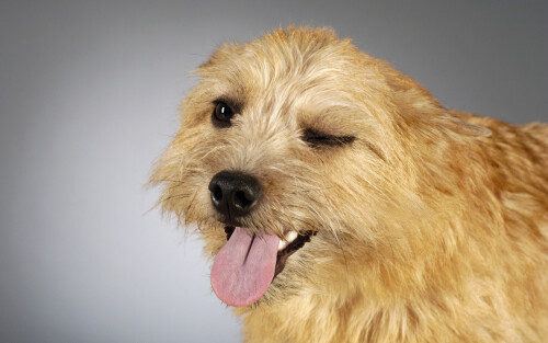 dogs3_0746.jpg