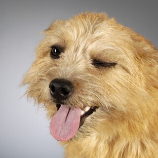 dogs3_0746
