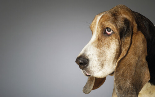 dogs3_0752.jpg