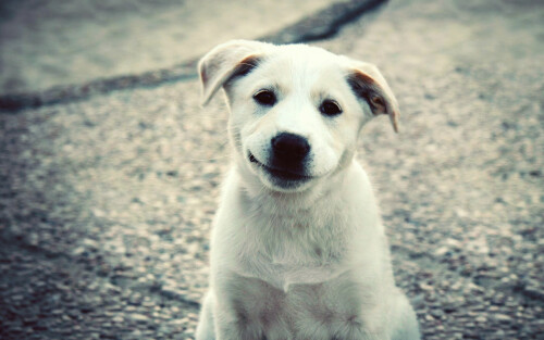 dogs3_0764.jpg