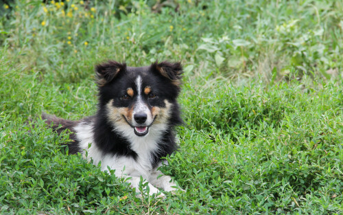 dogs3_0778.jpg