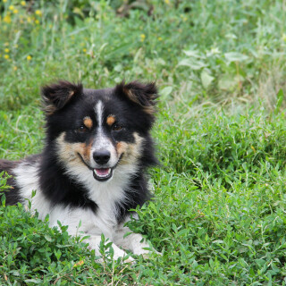 dogs3_0778