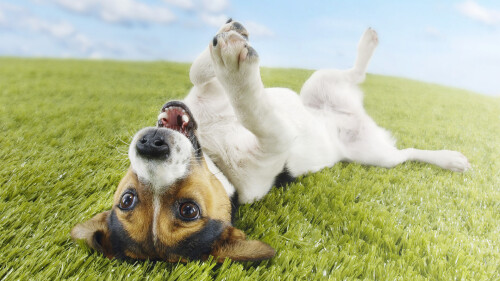 dogs3_0797.jpg