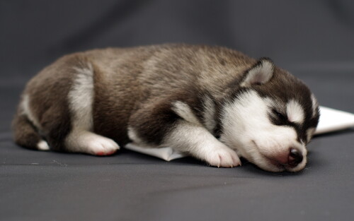 dogs3_0839.jpg