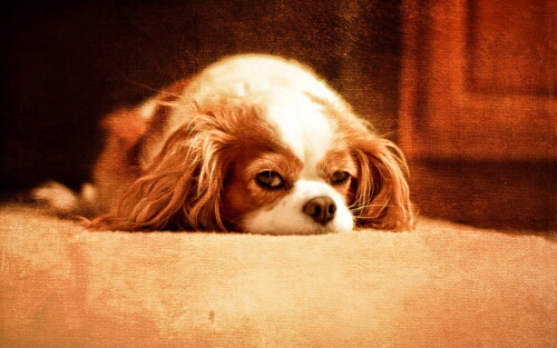 dogs3_0875.jpg